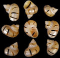 Multi Cut Gold Turbo Shells measuring 2 to 2 1/2" Sold Each   32526