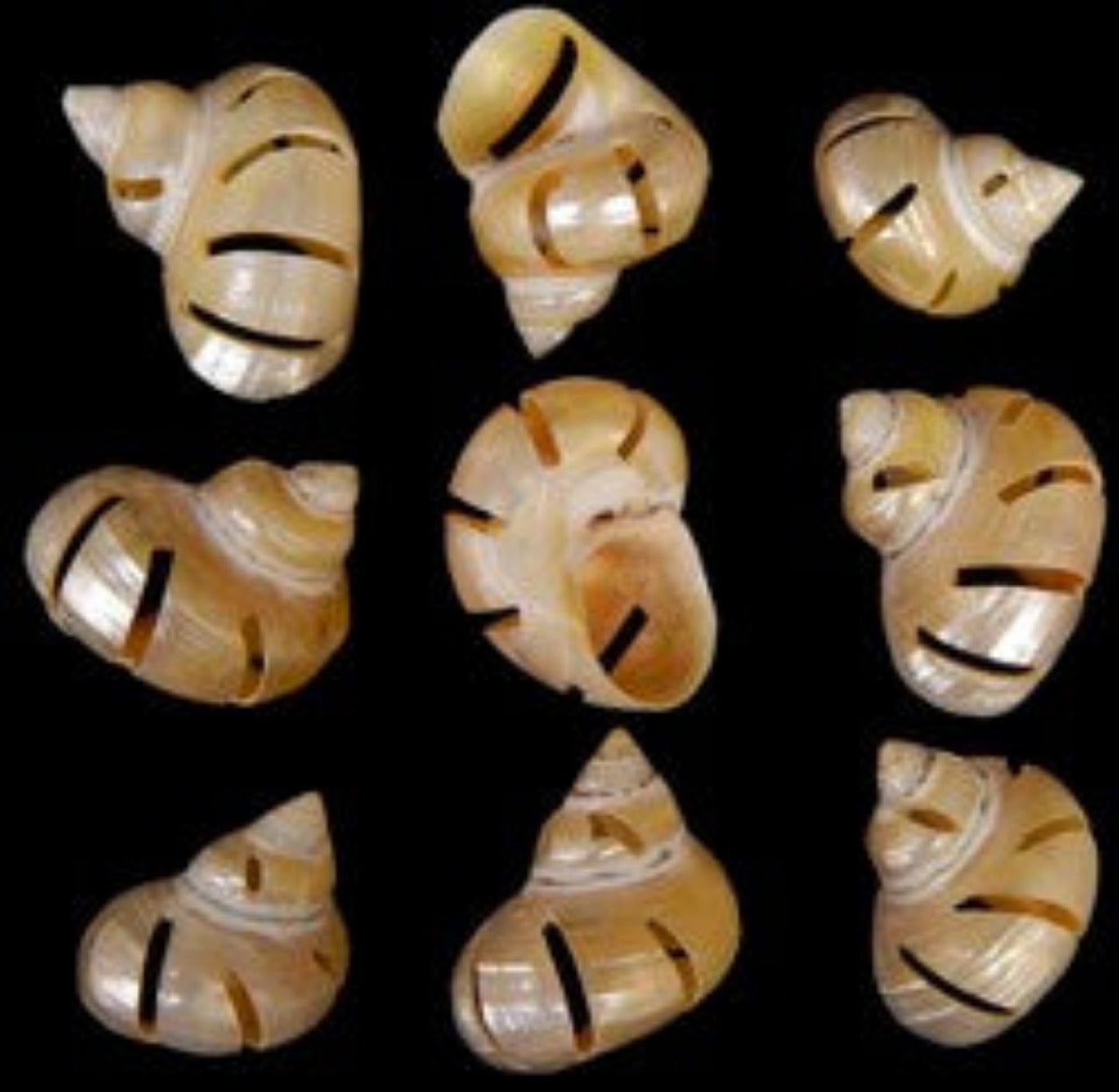 Multi Cut Gold Turbo Shells measuring 2 to 2 1/2" Sold Each   32526