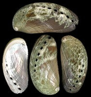 Abalone Green 1 to 1 1/2", Sold Each ###