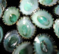 Green Limpet Shells measuring mostly Under 1"  Sold Each      41226