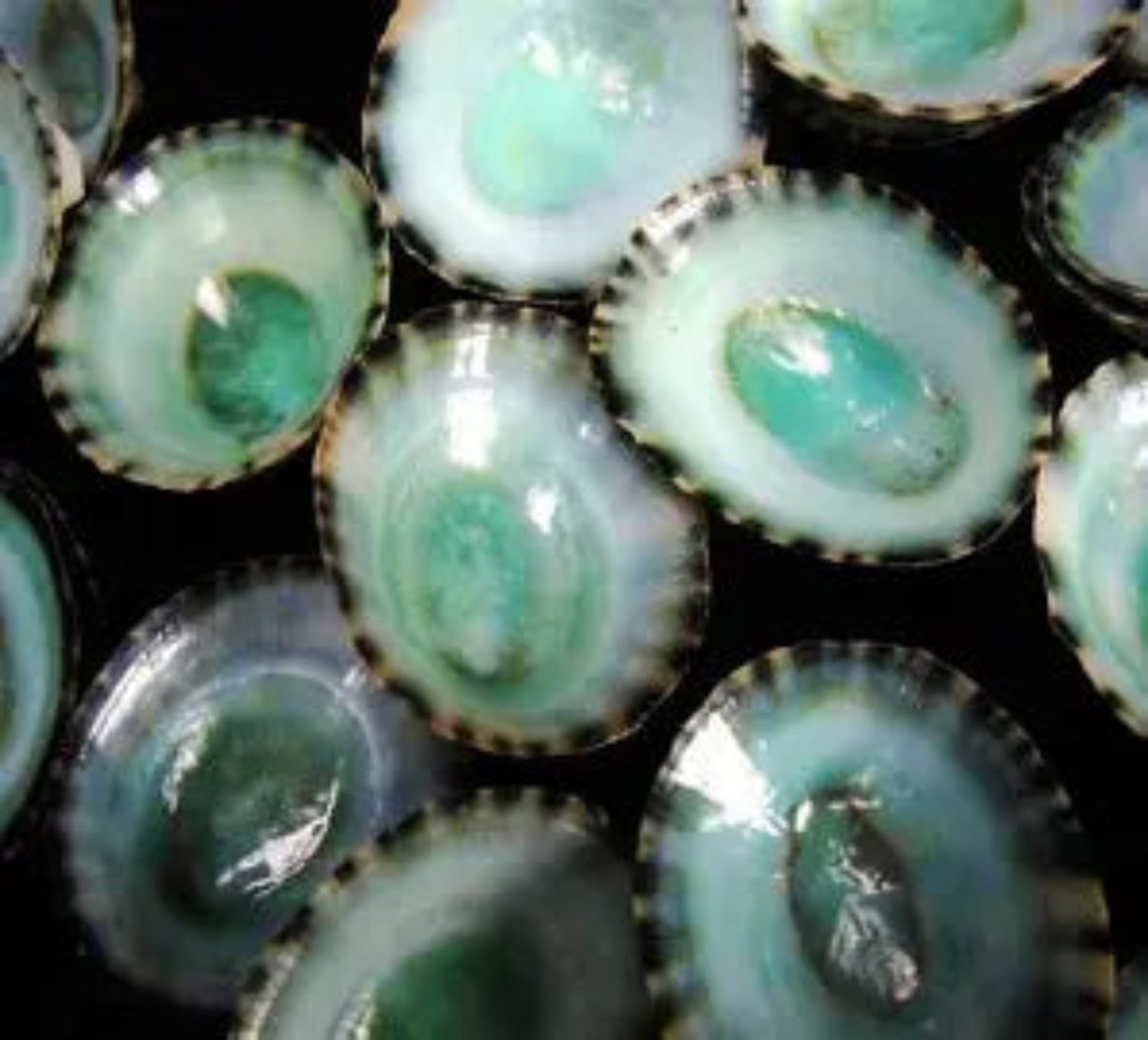 Green Limpet Shells measuring mostly Under 1"  Sold Each      41226