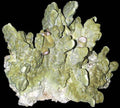 Coral Green Fire Cluster at least 10" ####