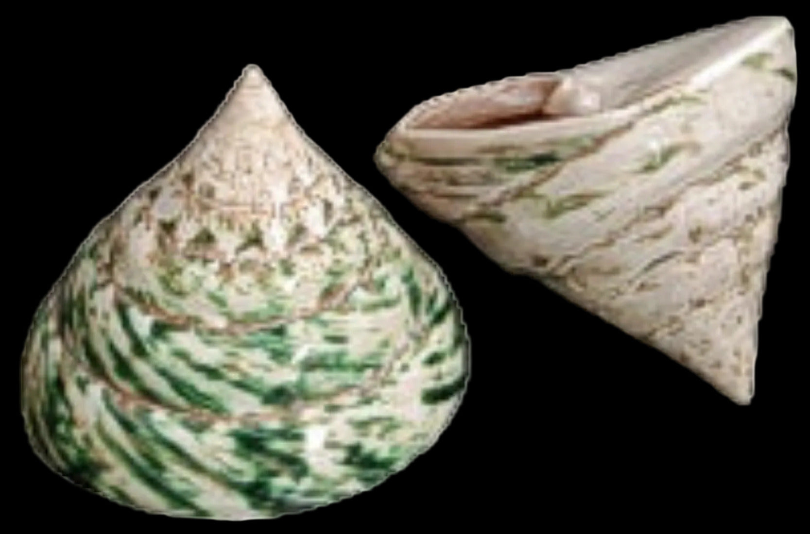 Troca Green Polished At Least 4" Shell Sold Each ####