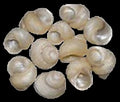 Turban (Grooved) 3/4" Shell Sold Each ####