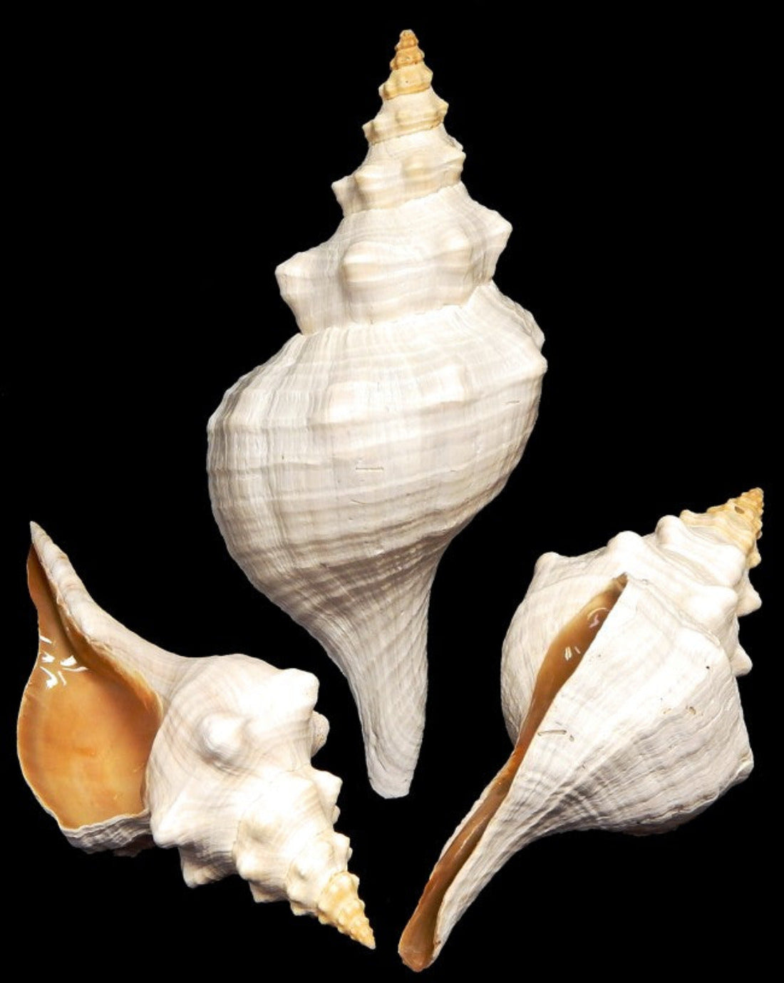 Conch (Horse) 6 to 8"  OUT OF STOCK ####