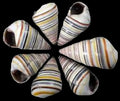 Snail (Haitian Tree) 1 to 2", Shell Sold Each  ####