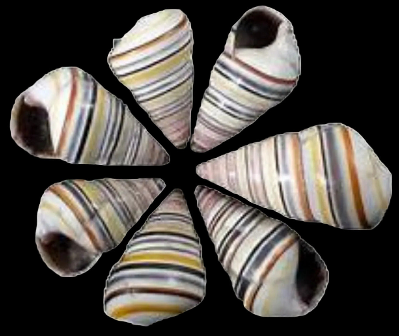 Snail (Haitian Tree) 1 to 2", Shell Sold Each  ####
