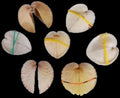 Cockle  (Natural Heart) 1 to 2 " Shell Pairs Sold Each ####