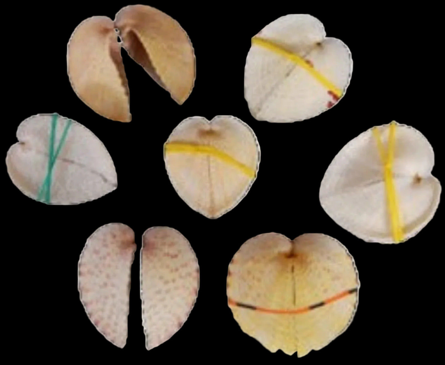 Cockle  (Natural Heart) 1 to 2 " Shell Pairs Sold Each ####