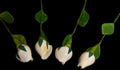 White Ros Shell Flower Stem measuring 12" SOLD OUT  61326