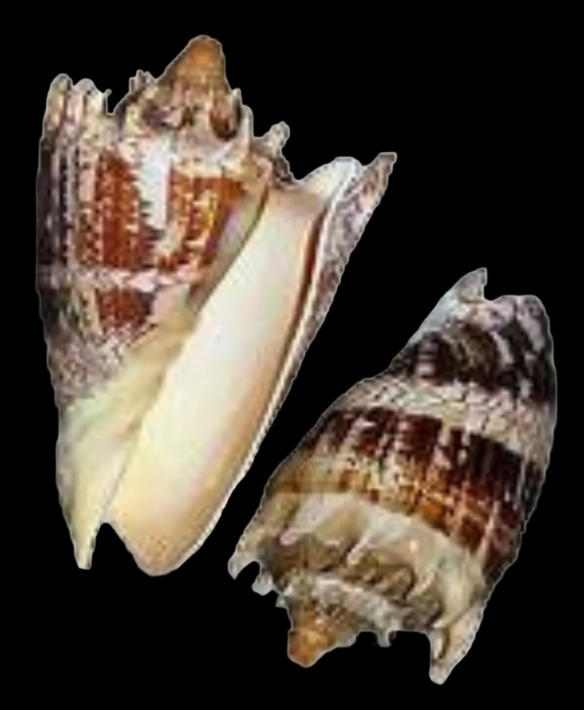 Volute Imperial Shell 7 to 8"  OUT OF STOCK ####