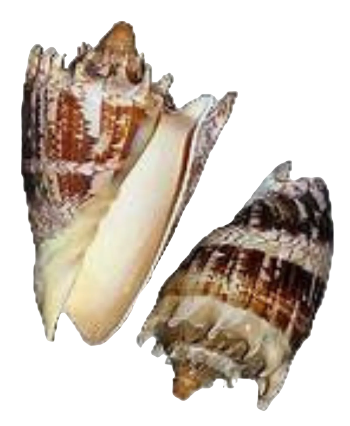 Volute Imperial Shell 7 to 8"  OUT OF STOCK ####