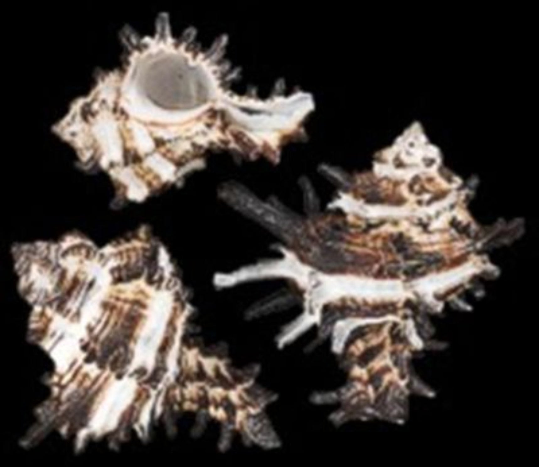 Indivia Murex Shells measuring 1 1/2 to 3" Sold by the 1/4 LBS   60426