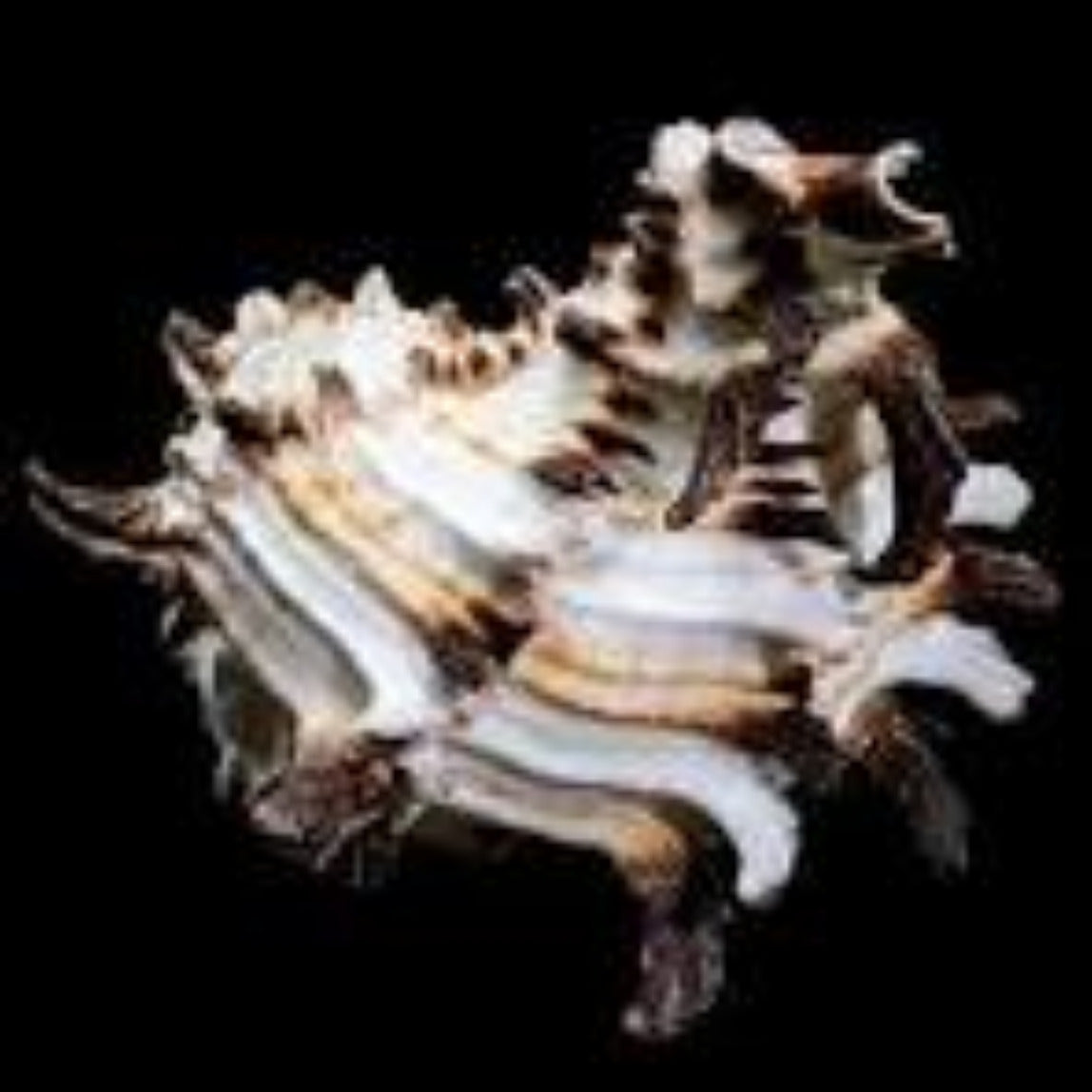 Murex Indivia 1 1/2 to 3" Shells Sold By The 1/4 LBS ####