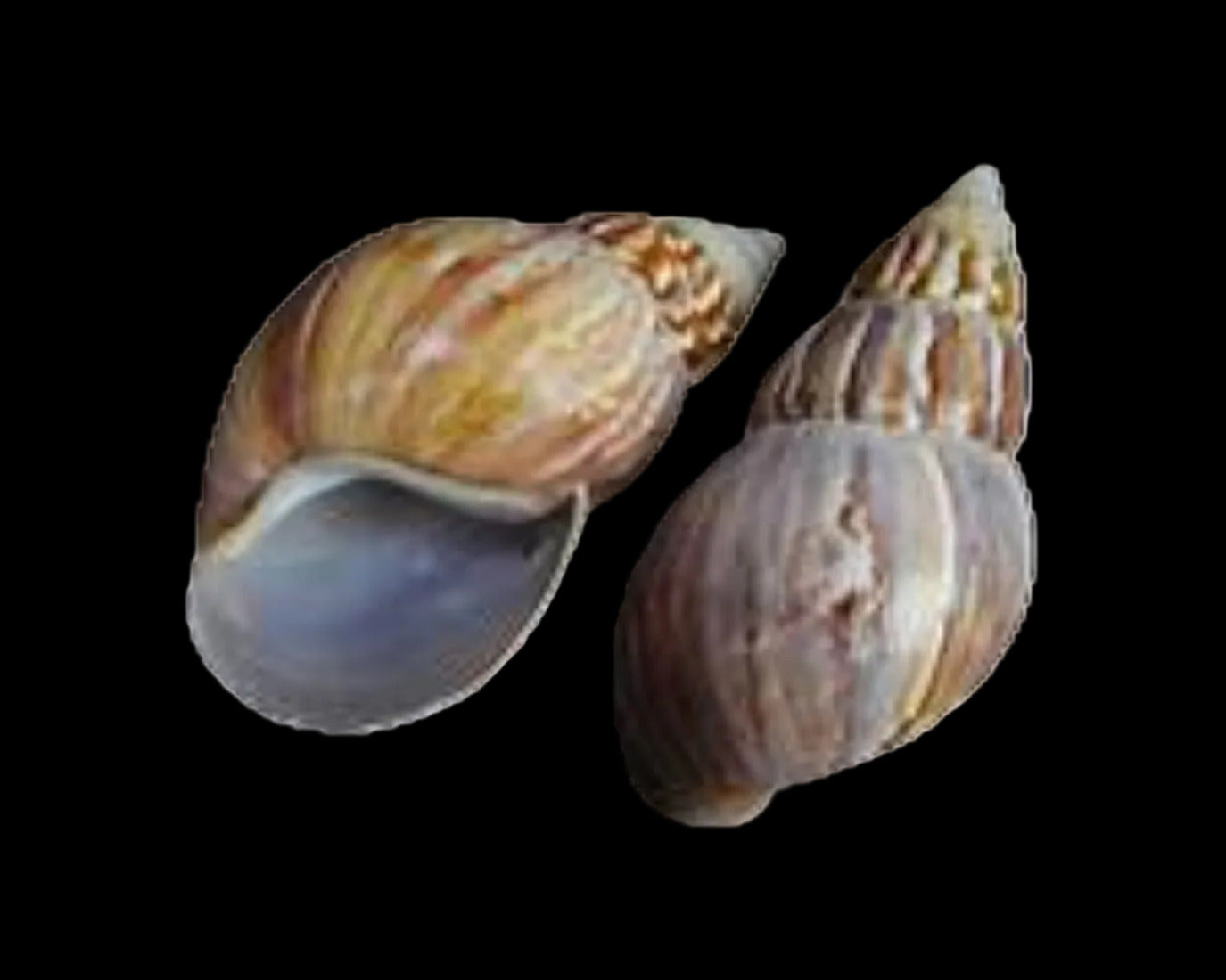 Snail Japanese (Land)  2 to 3" Sold Each ####