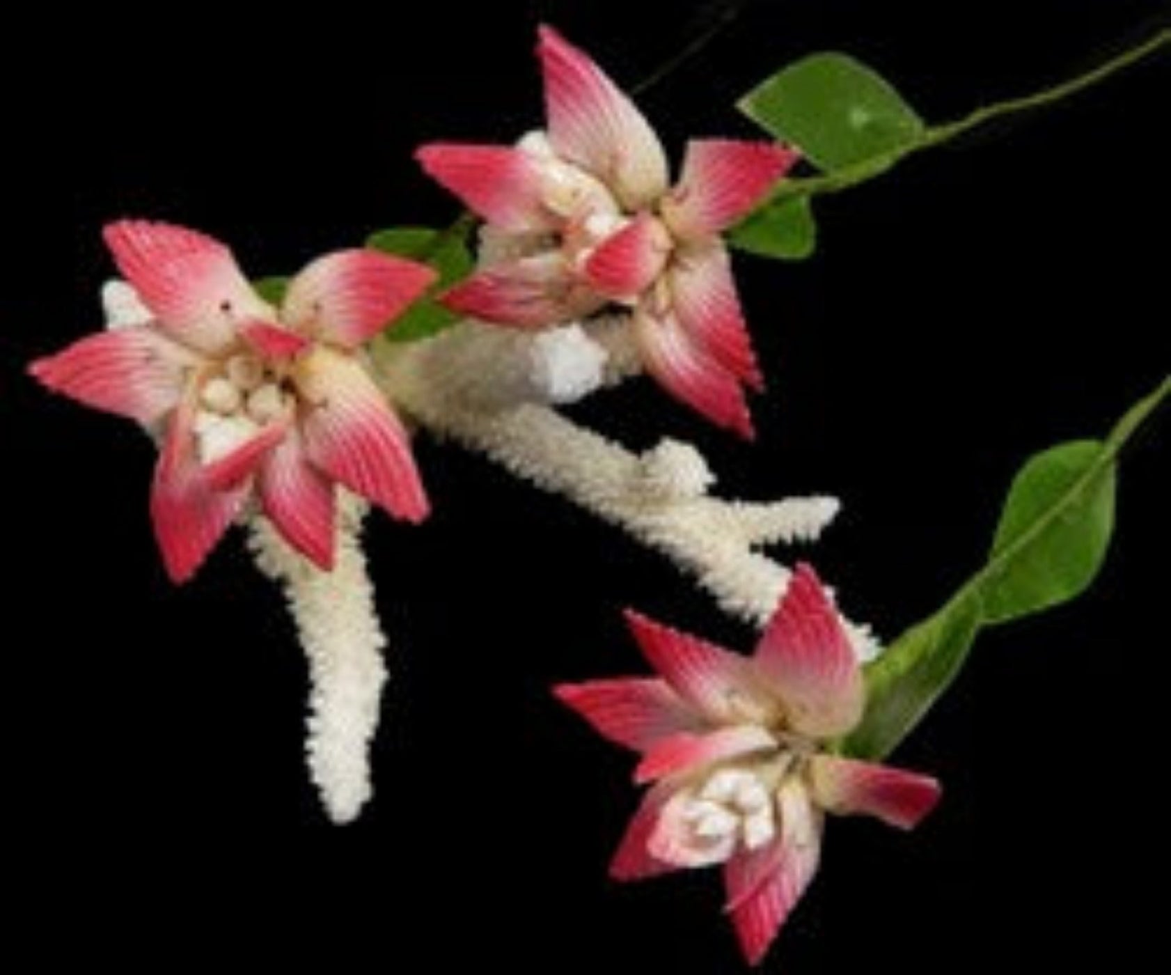 Clam Shell Flower Stem measuring  7" sold each   61226