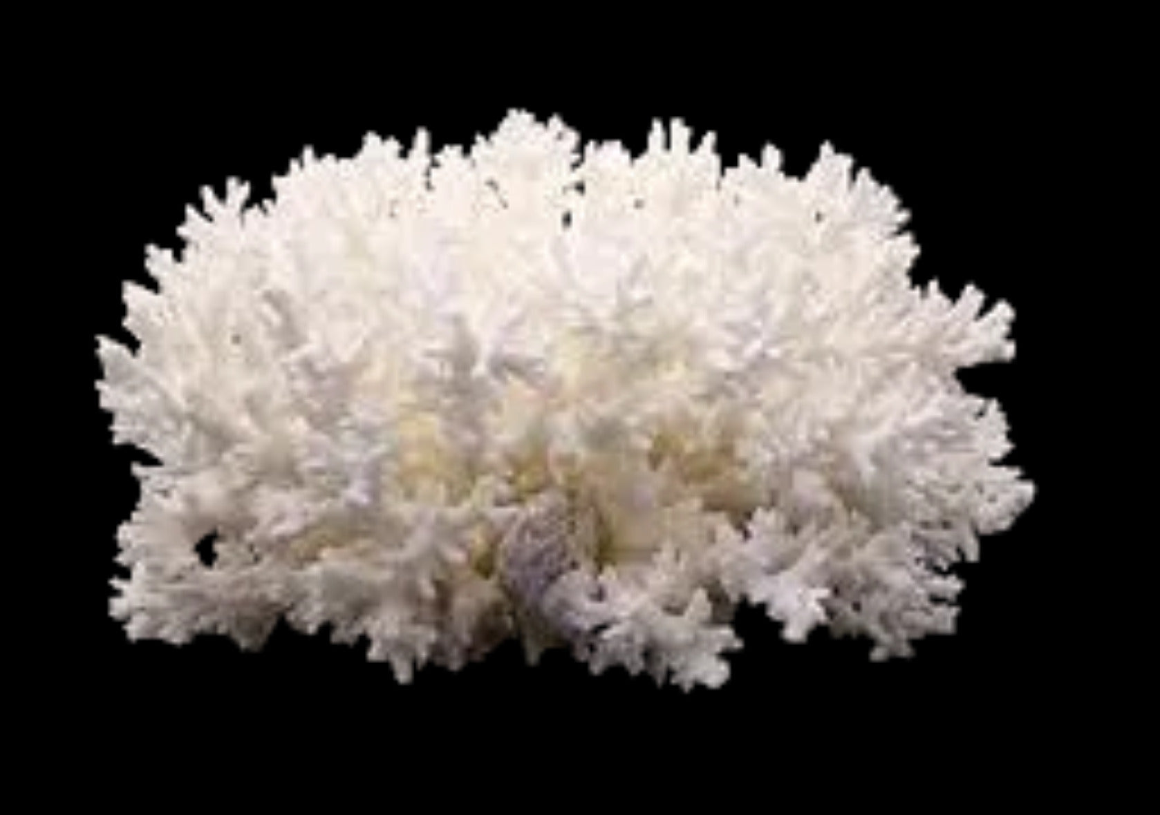Coral Lace 5 to 7" Cluster Sold Each ####