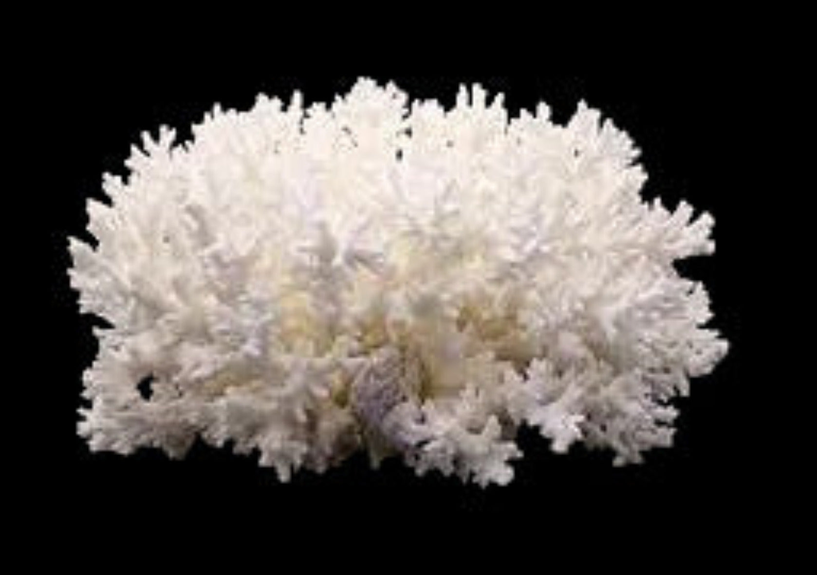 Coral Lace 7 to 9" Cluster OUT OF STOCK ####