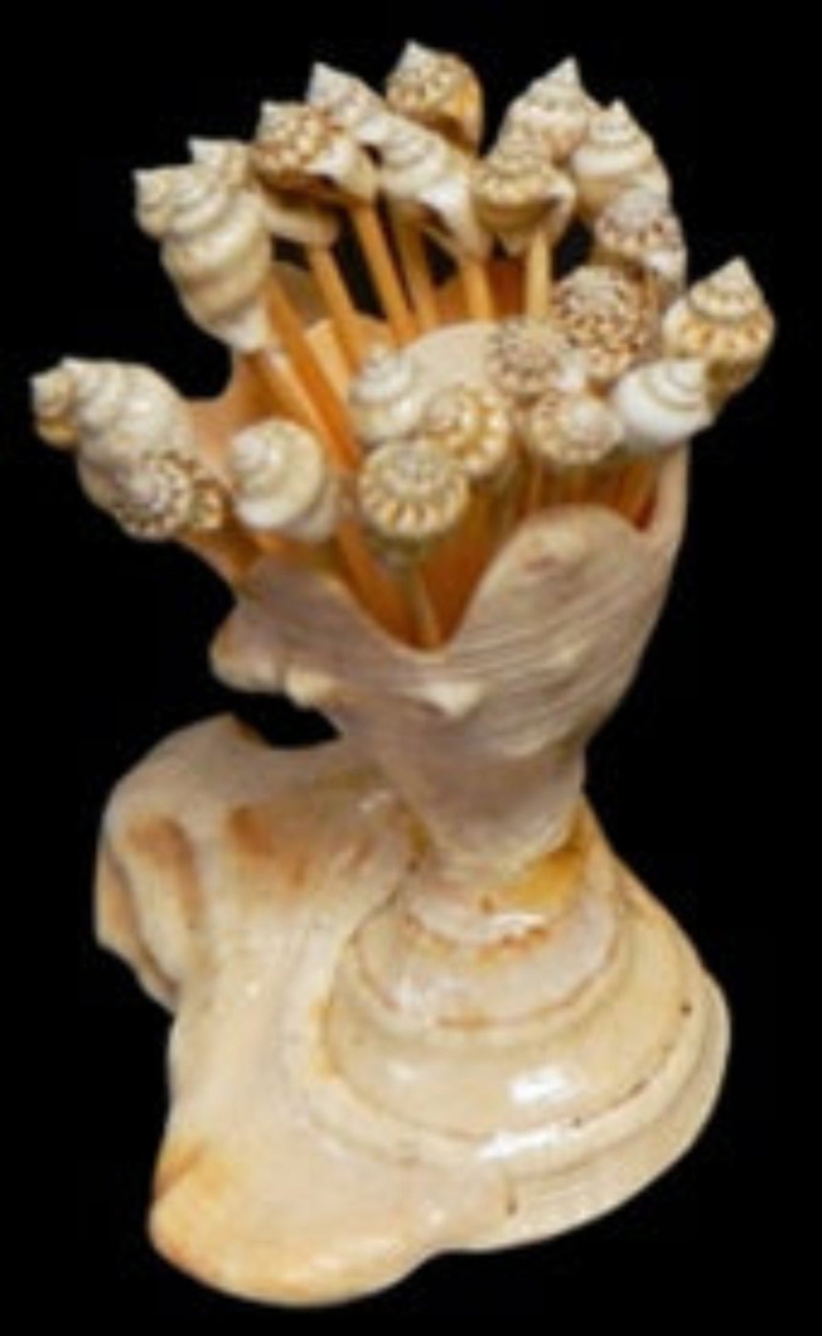 Lambis Shell Container Holding Shell Toothpicks measuring 5"  Sold Each  Sold Each  61226