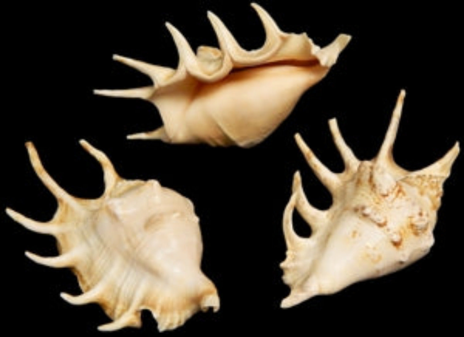 Lambis Lambis Conch Shell 3 to 4" OUT OF STOCK ####