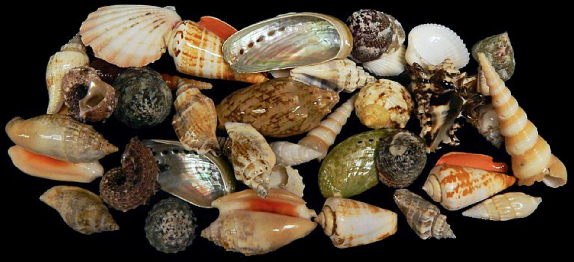 Tropical Shell Mix measuring 1/2 to 3.5" Sold by the 1/4 pound        61226