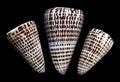 Letter Cone shell measuring 4" SOLD OUT  30626