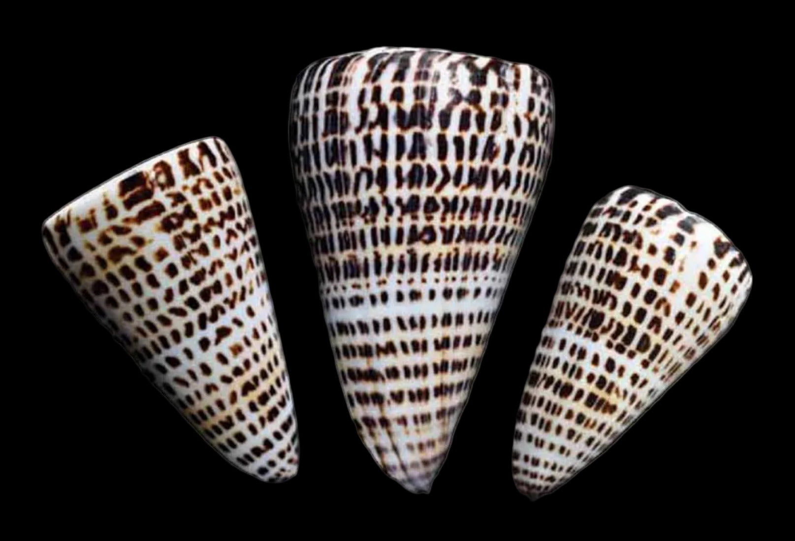 Cone (Letter) spurius shell 4" OUT OF STOCK  ####