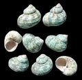 Turbo Light Green 1 to 1/2" Shell, Sold Each ####