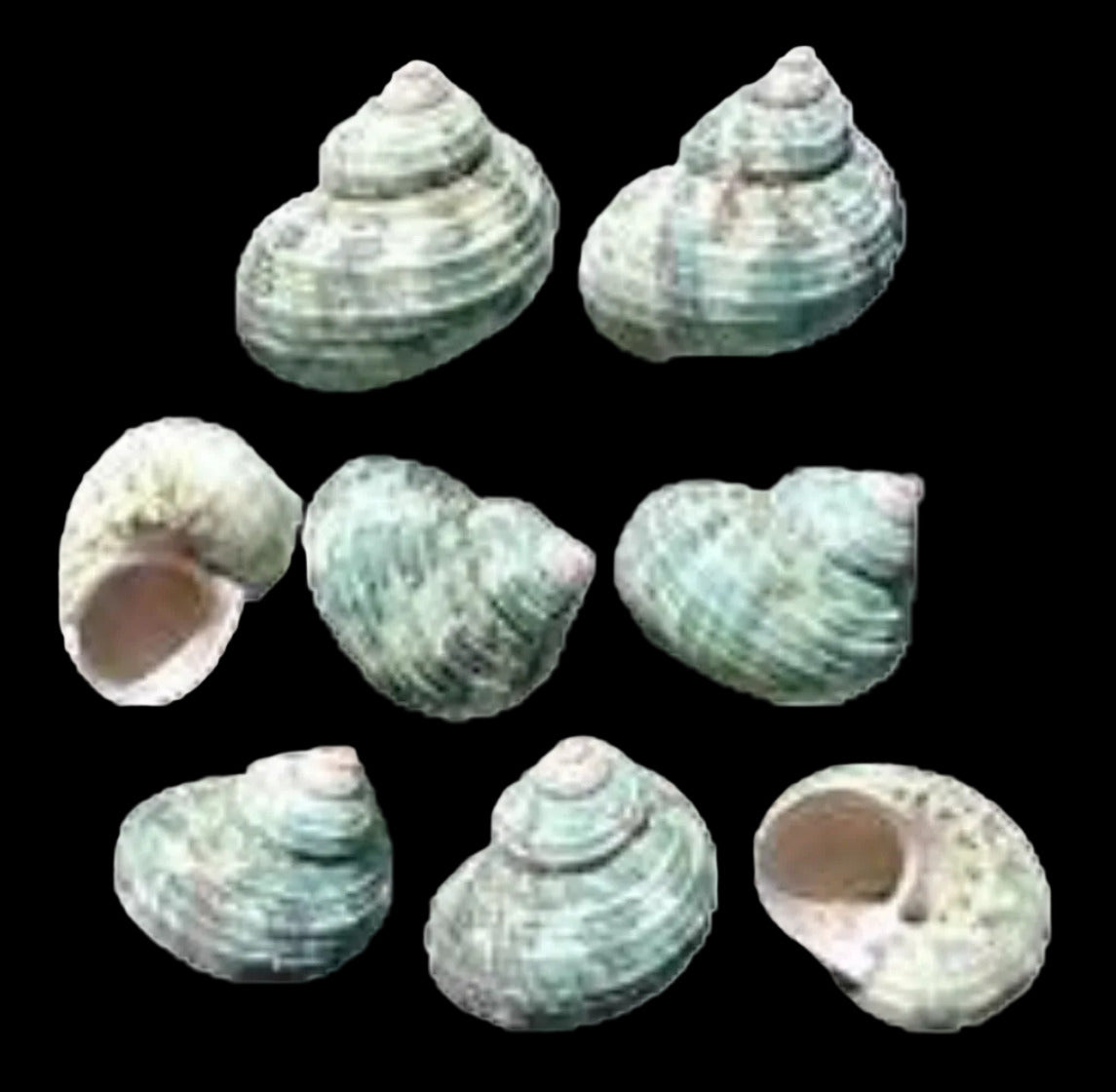 Turbo Light Green 1 to 1/2" Shell, Sold Each ####