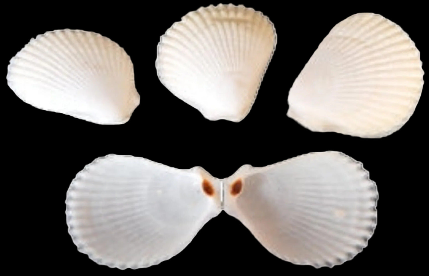 Lima Lima 2" Shell Singles SOLD OUT  #21926