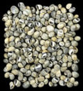 Yellow Green mix Littorina Shells measuring 1/8" or Less  Sold by the 1/4 LBS     41226