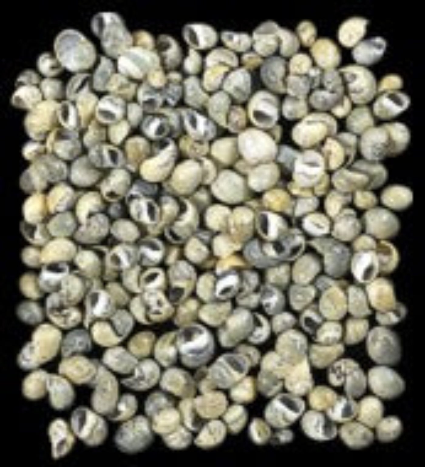 Yellow Green mix Littorina Shells measuring 1/8" or Less  Sold by the 1/4 LBS     41226