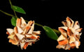 Strawberry Strombus Shell Flower Stem measuring 10"   SOLD OUT 61326