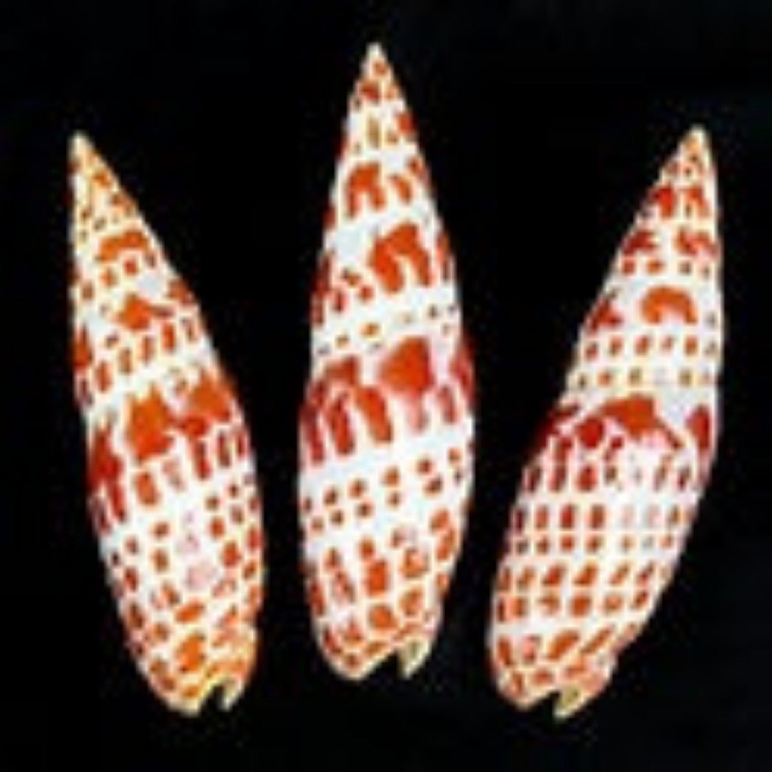 Mitra Mitra 2 to 3"  Shell Sold Each ####