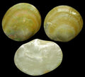 Mother of Pearl Polished Gold Plate measuring 5 1/2"  Sold Each     60426
