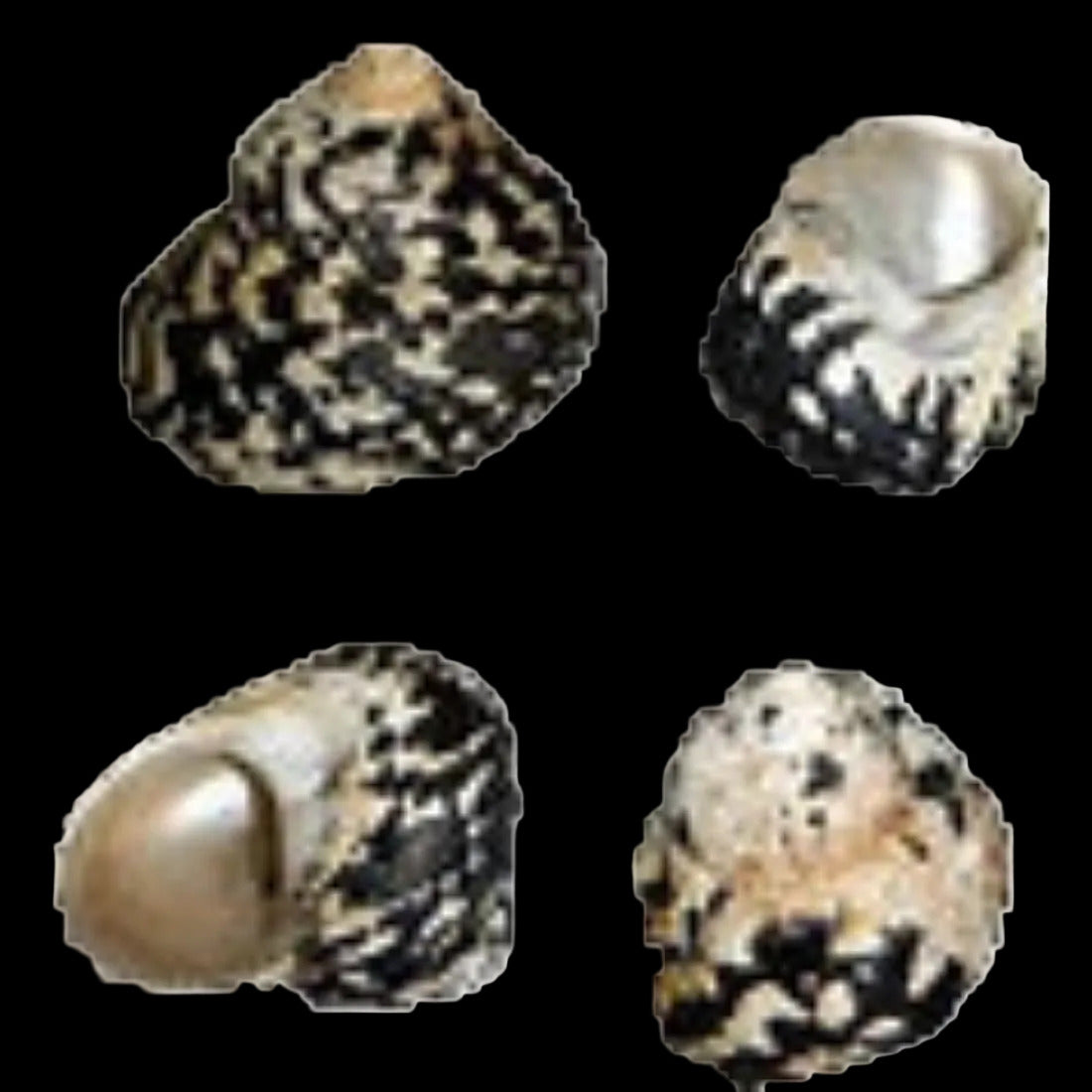 Magpie 3" Shell Sold Each ####
