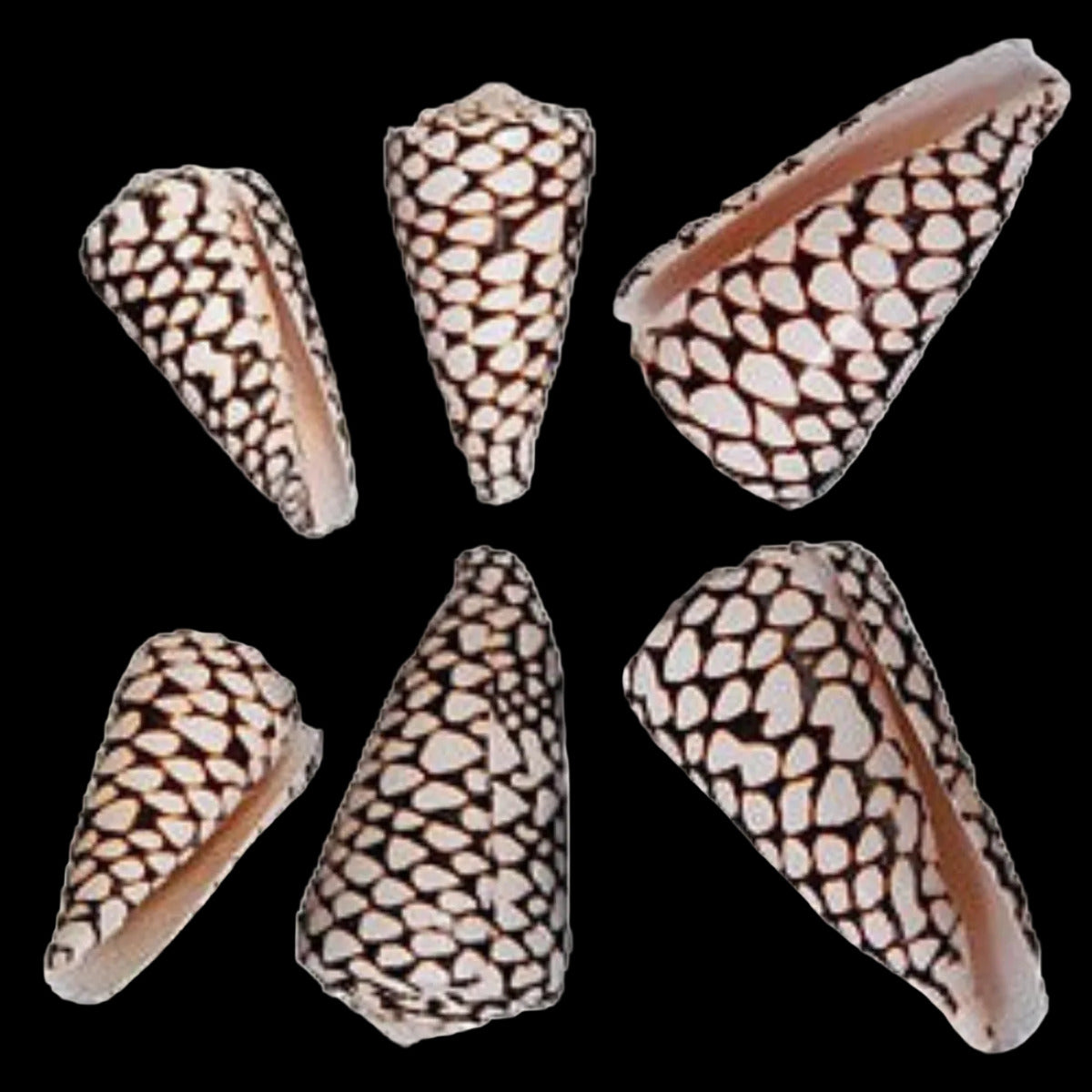 Cone Marmoreus 2 to 3"  Shell OUT OF STOCK  ####