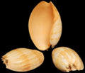 Melon Umbilicatus Shells measuring 9 to 10"  SOLD OUT   41426