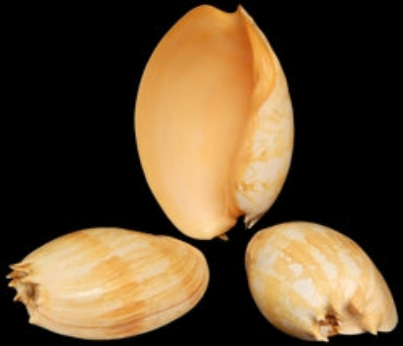 Melon Umbilicatus 9 to 10"Shell Sold Each  ####