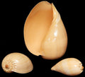 Melon Diadema Shells measuring 2 to 4"  Sold Each             41326