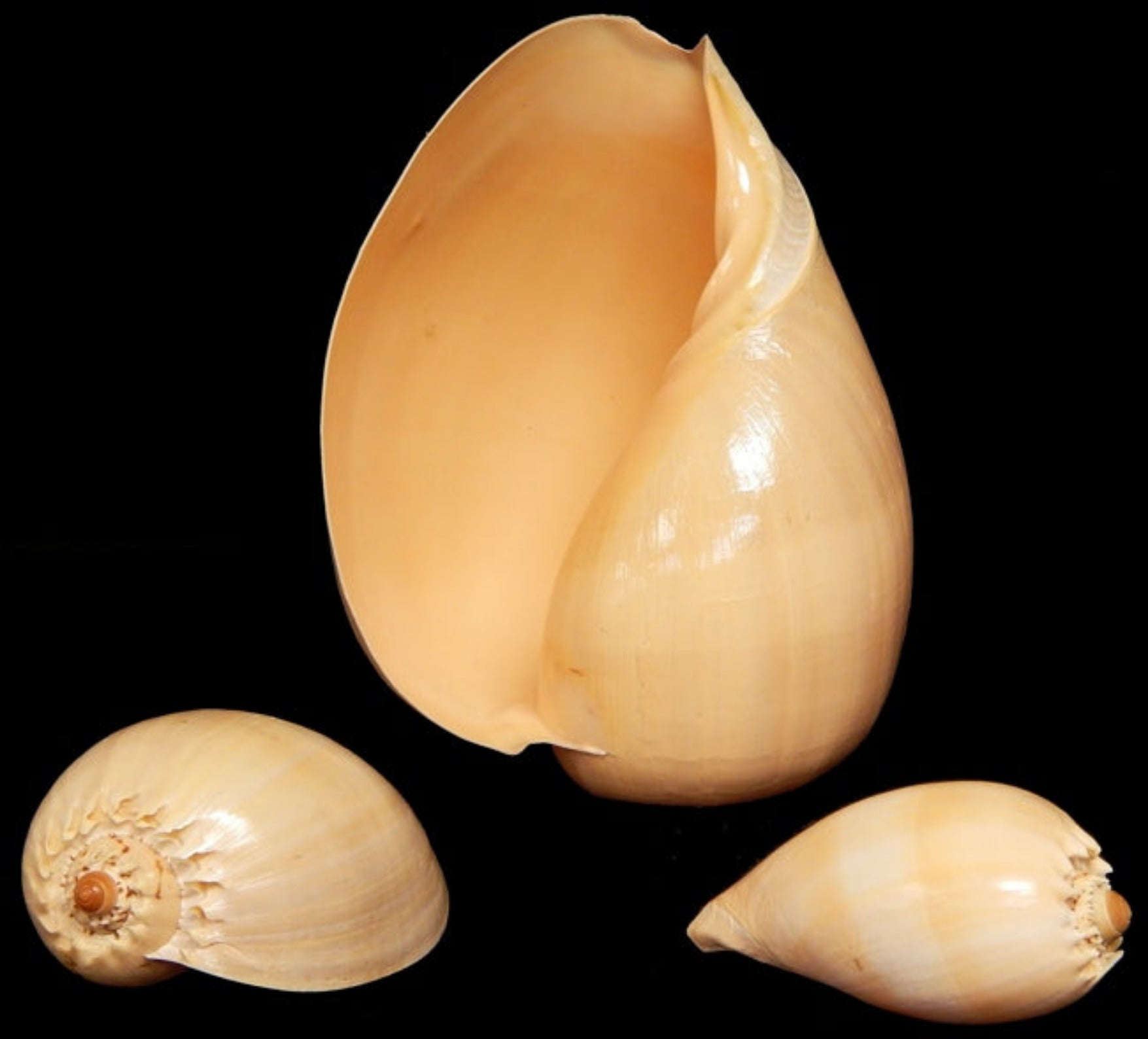 Melon Diadema 6 to 7"  Shell Sold Each  ####