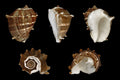 Polished Melongina Shells measuring 3 to 5"  Sold Each    41426