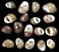 Mixed Columbella Nerite Shells measuring 3/8 to 5/8"  Sold By The 1/4 LBS     60526