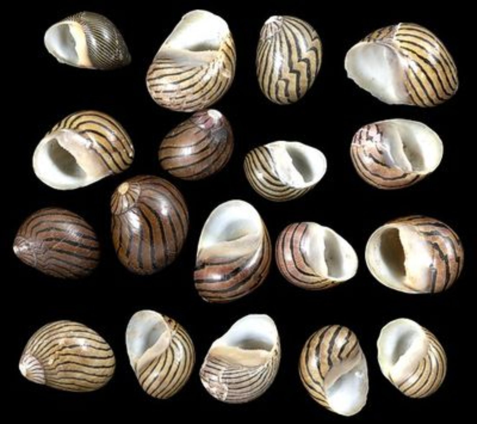 Mixed Columbella Nerite Shells measuring 3/8 to 5/8"  Sold By The 1/4 LBS     60526