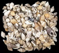 Mixed Nassa Shells measuring 1/4" or Less Sold by the 1/4 LBS   60526
