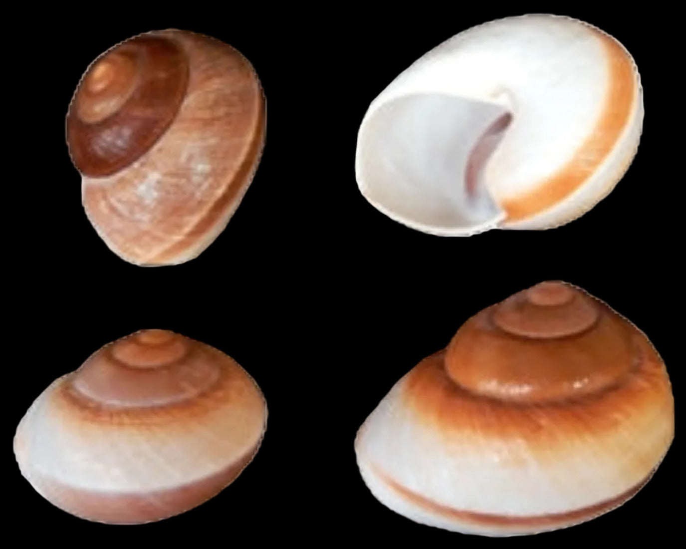 Snail (Land Muffin Shell) 2 1/2 to 3", Sold Each ####