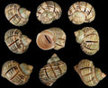 Multi Cut Green Turbo Shells measuring 2 to 2 1/2"  Sold Each    32526