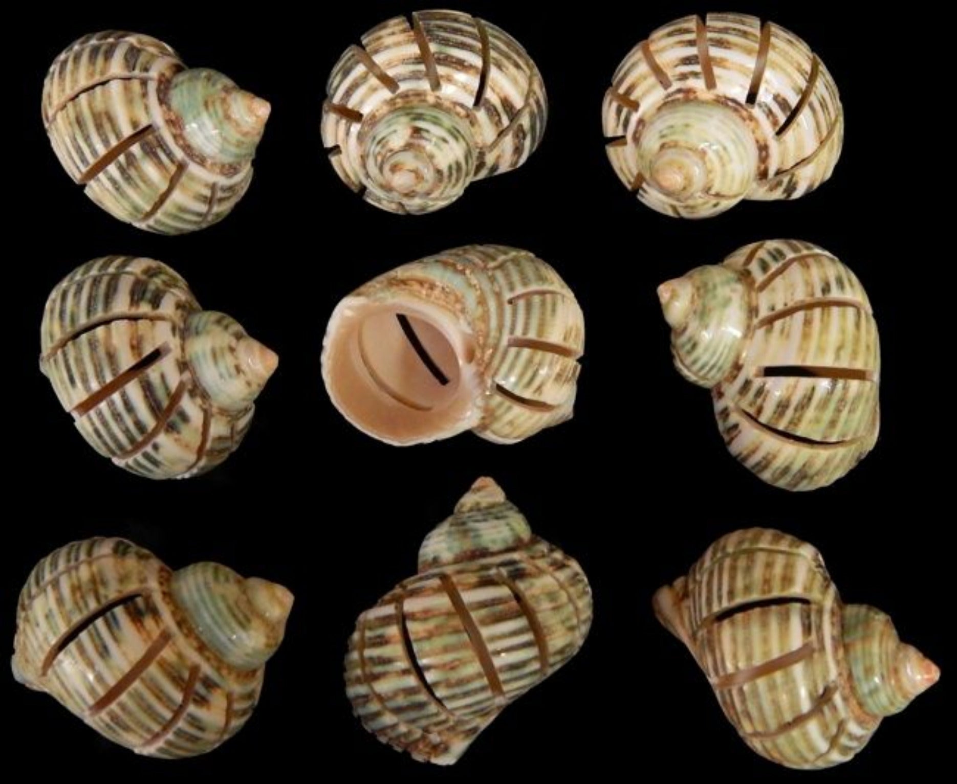 Multi Cut Green Turbo Shells measuring 2 to 2 1/2"  Sold Each    32526