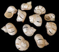 Multi Cut Silver Turbo Shells measuring approximately 2 1/2"  Sold Each  32826