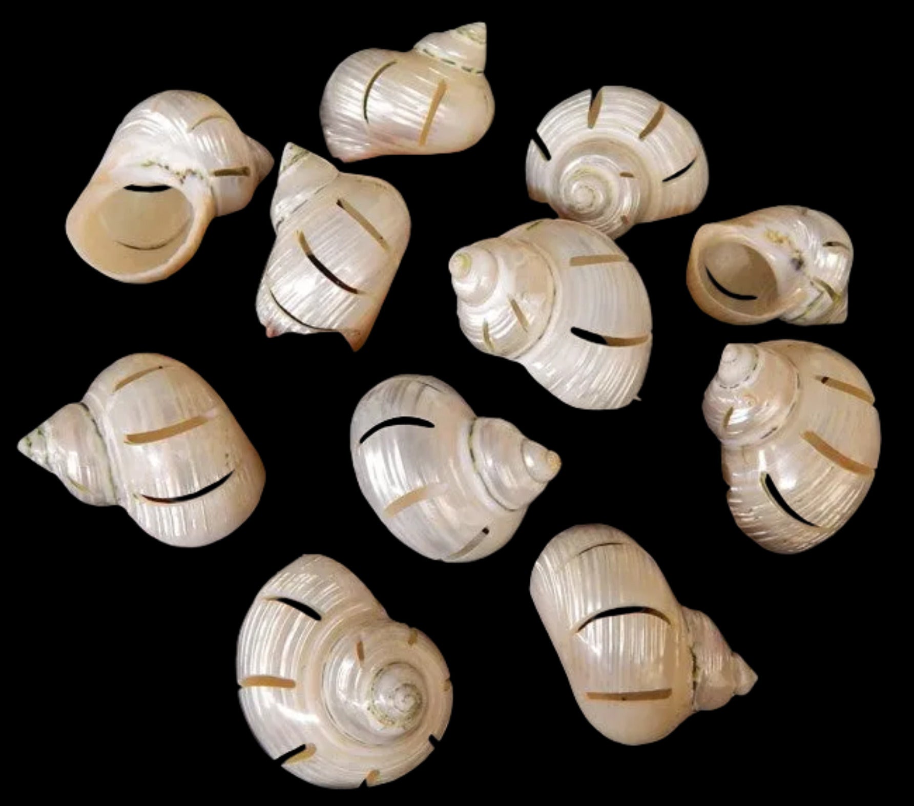 Multi Cut Silver Turbo Shells measuring approximately 2 1/2"  Sold Each  32826